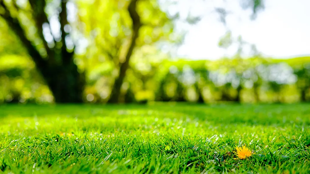 Greenery
